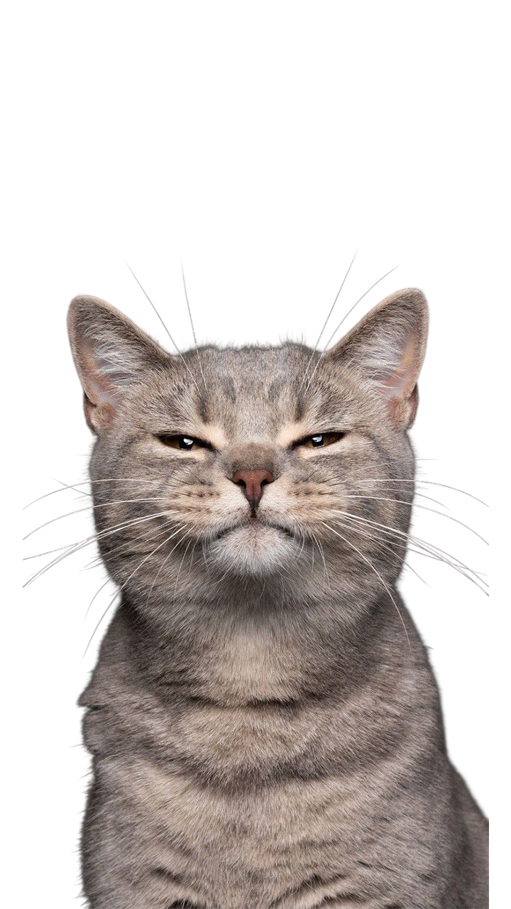 For Cat