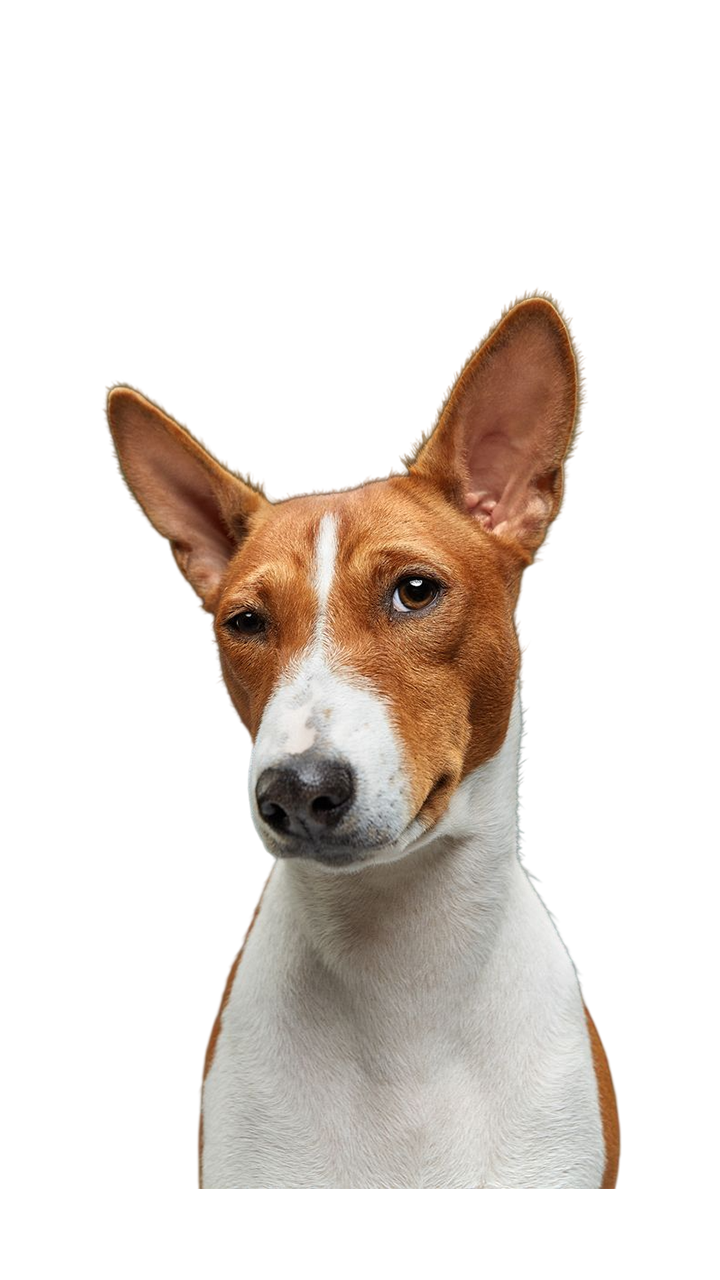 For Dog