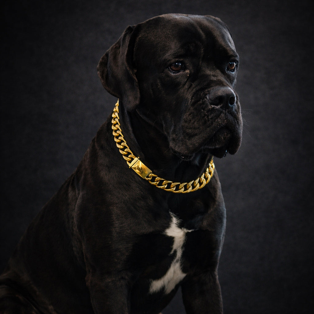 Dog chain collar metal gold silver design
