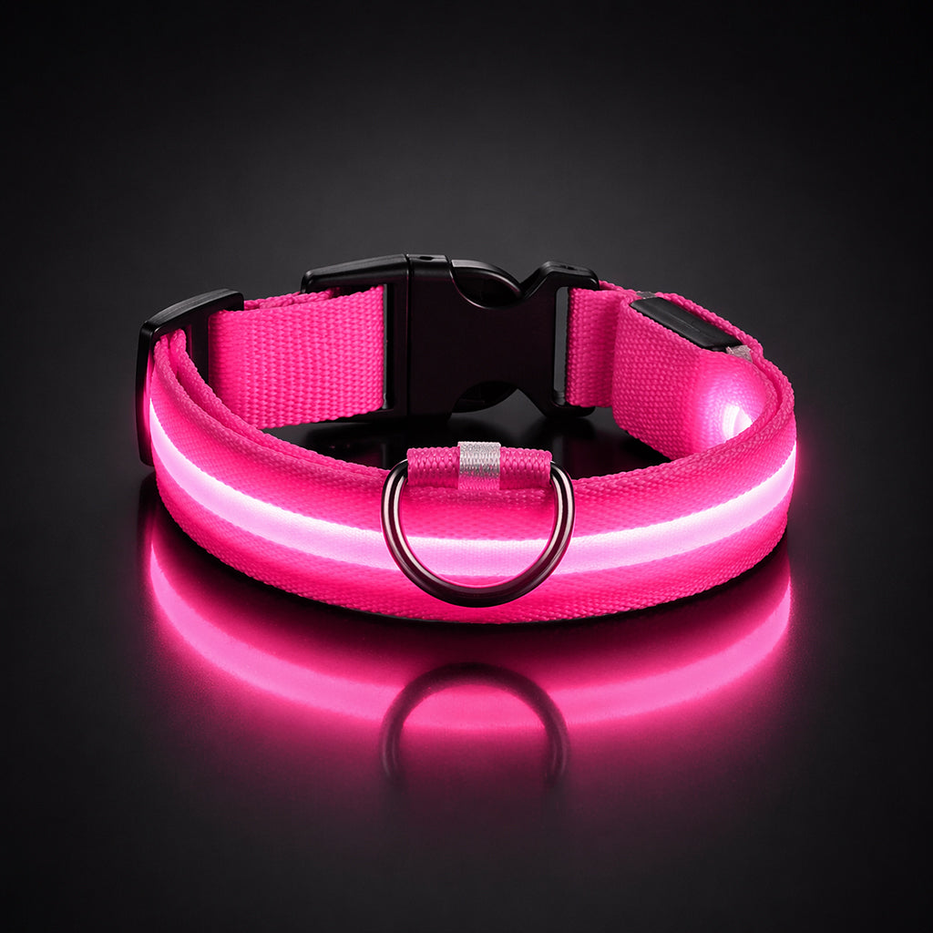 Dog walking at night with light collar