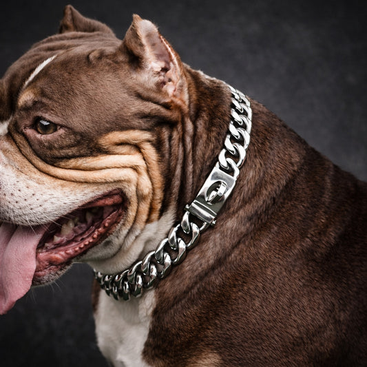 Dog wearing metal chain collar outdoor