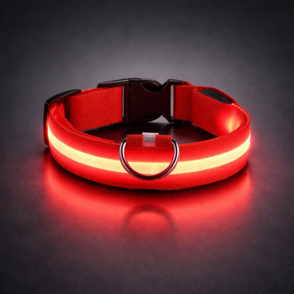 Dog wearing LED light collar in dark